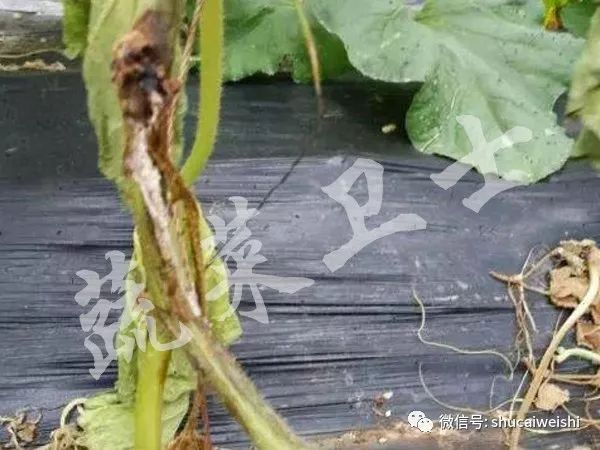 甜瓜蔓开裂是什么病,甜瓜茎秆裂缝咋回事