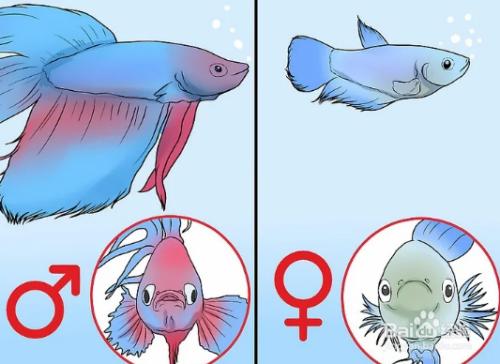 斗鱼直播性别设置,怎么区别斗鱼的性别