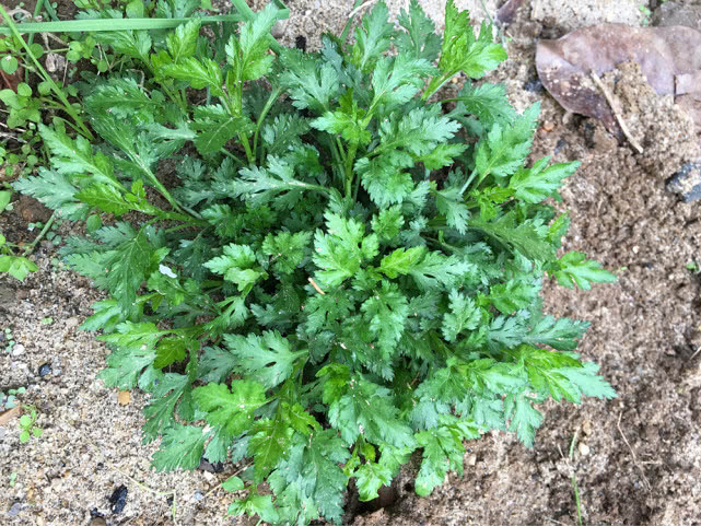 农村什么野菜好吃又清热,入冬了农村还有这种野菜可以吃