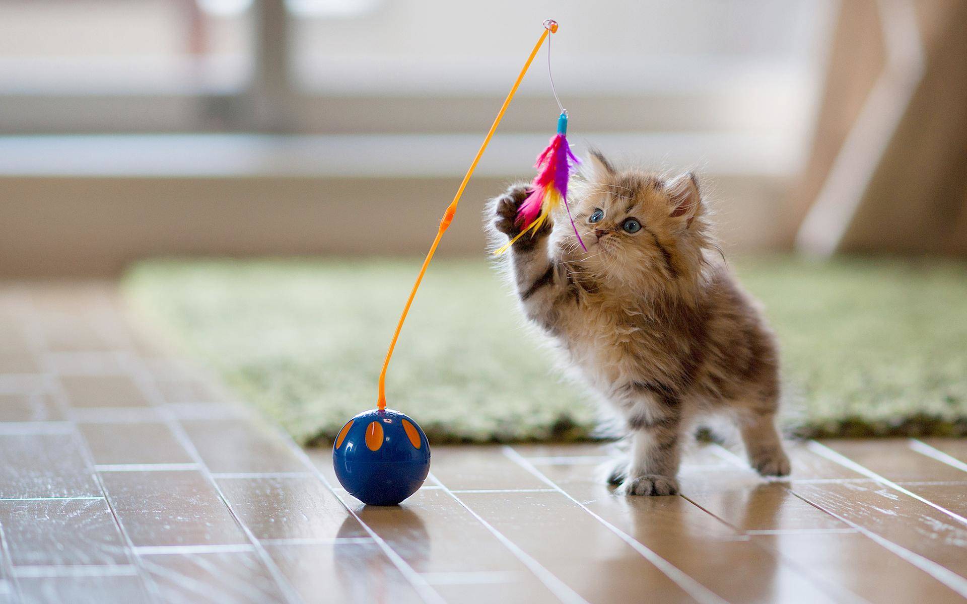 所罗门王的指环片段,所罗门王的指环相关资料