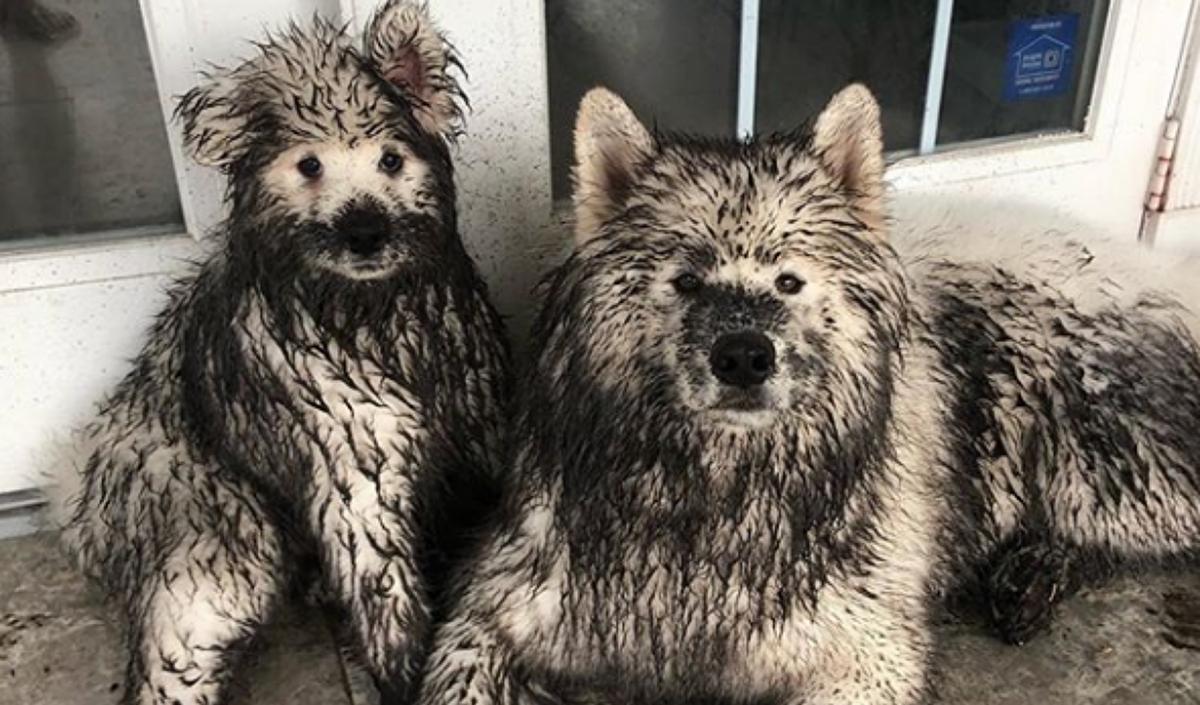 萨摩耶有什么通病,狼版和熊版萨摩耶的优缺点