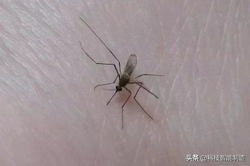 电蚊拍电击蚊子全过程,电蚊拍功率多大能电死蚊子