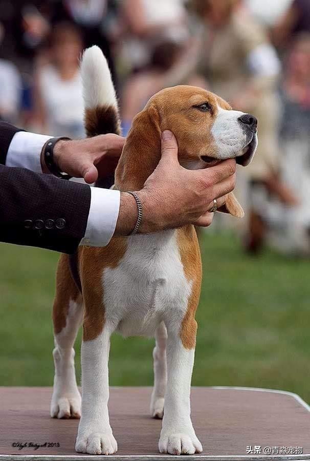 狗狗吃撑了呕吐拉稀怎么办,狗狗感冒了呕吐喂什么药好