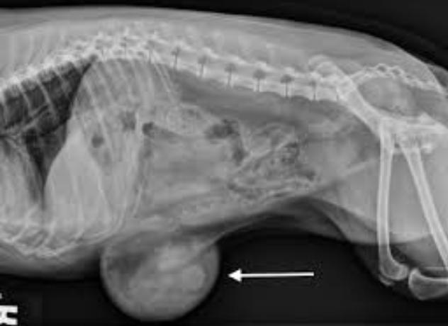 犬脐疝,小狗有脐疝怎么引起的