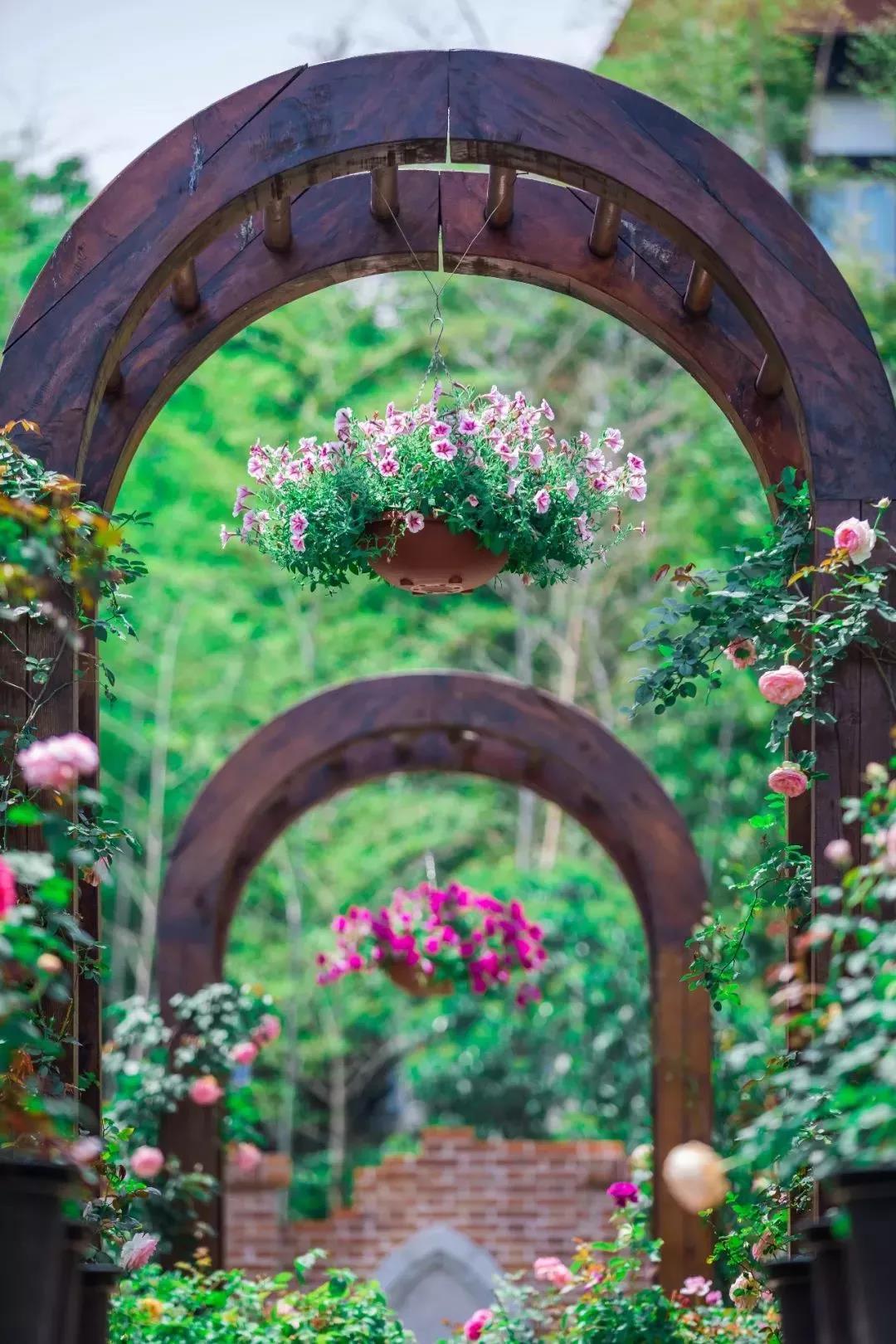 槽糕,是心动的感觉!这个神秘花谷正在悄然绽放!走,去拍照~