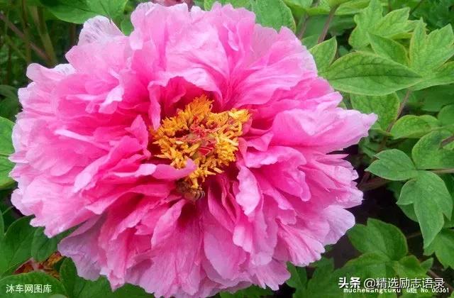 人世间孝顺父母的两种方式,孝顺父母最好的方式就是给钱