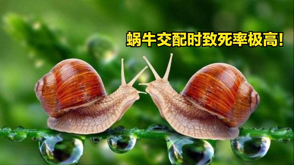 既是雌性又是雄性,雌雄一体的动物怎么产下一代