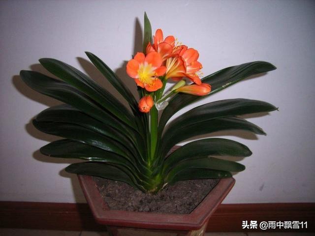 夹箭如何解决,正确养三棱箭方法