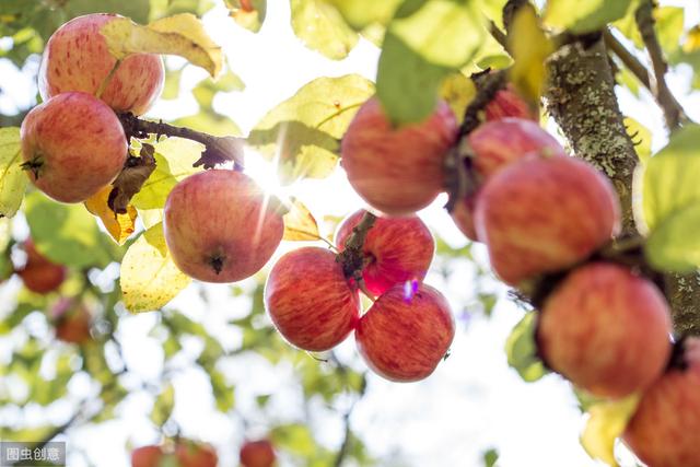 苹果病虫害防治方法,苹果的病虫害防治的参考文献
