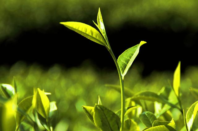 绿茶伤胃吗真的假的,绿茶伤胃