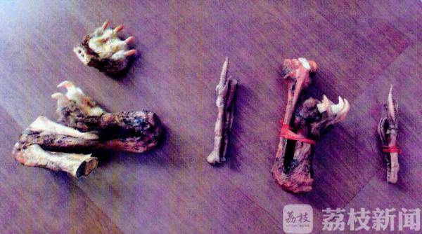 虎爪骗局,虎爪鹿茸是骗人的吗