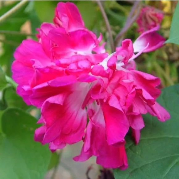 牵牛花到处都可以肆无忌惮的生长,不常见的品种,美出天际!