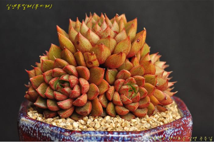 多肉公主艺术造型,韩国画多肉的女孩