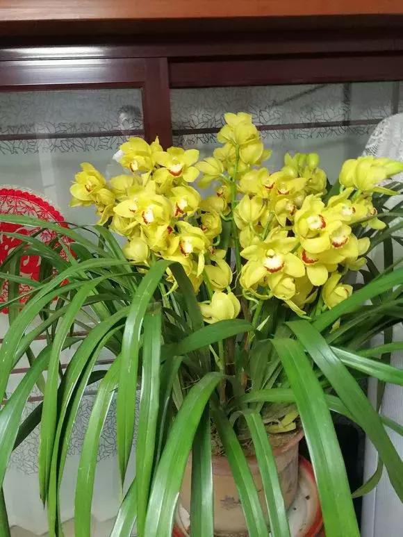 最好养爱开花的兰花,四季能开花的兰花有哪些