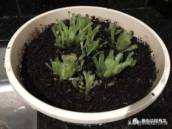 绿萝铜钱草家庭养殖,绿萝发财树黄叶子怎么办呢