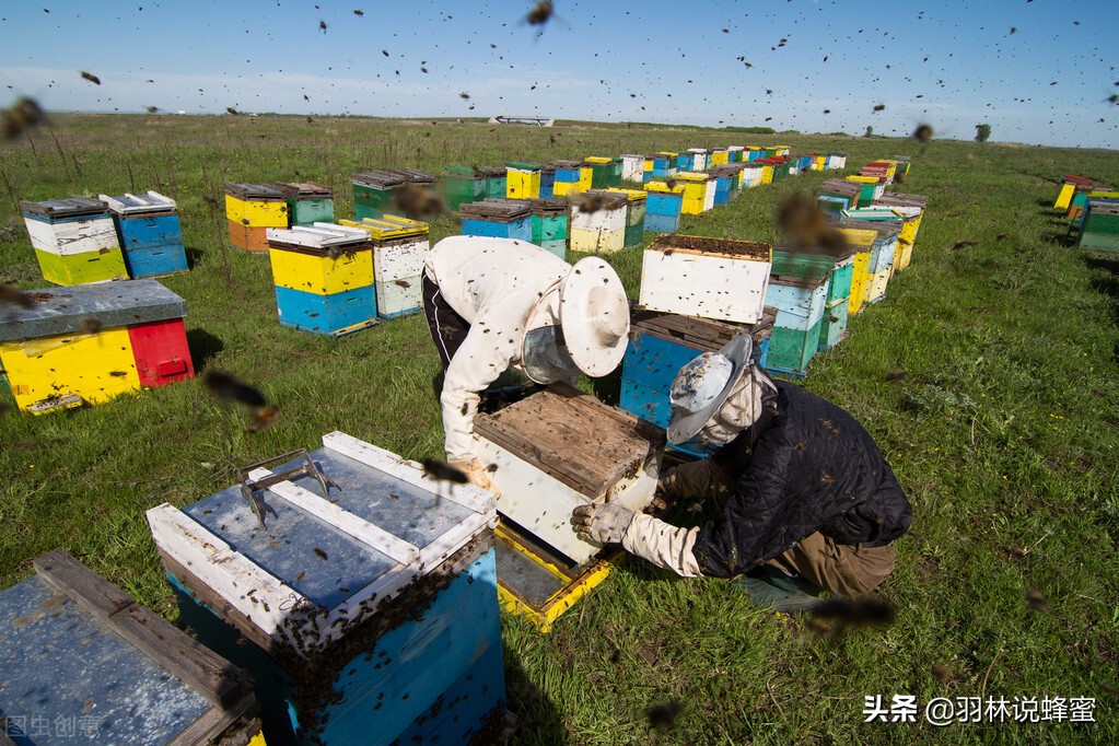蜜蜂养殖技术分享蜜蜂管理,蜜蜂养殖技术方法与管理