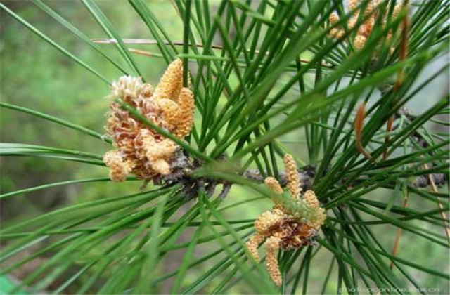 马尾松苗培育方法,马尾松培育基地