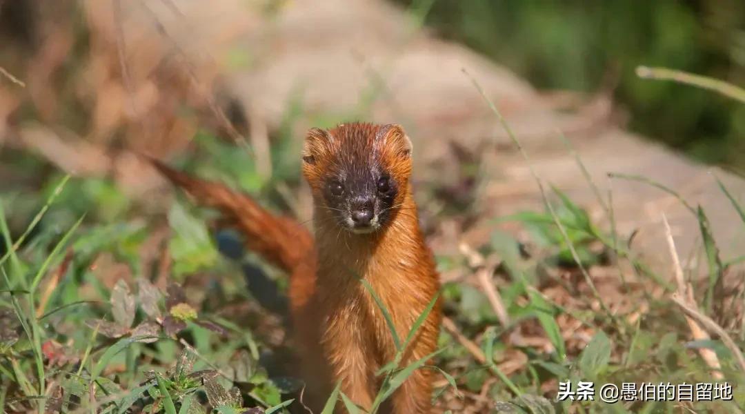 黄鼠狼偷鸡是晚上偷还是白天偷,黄鼠狼进入民宅偷鸡