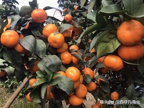 柑橘低谷期怎么赚钱,柑橘销售难对策建议