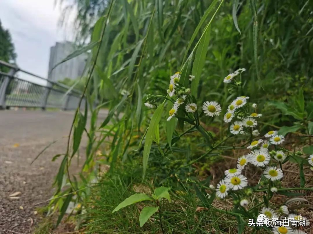 南湖的生态公园,南湖公园在未来哪里