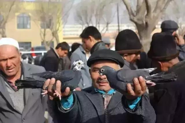 在*疆新**!你戴不了鸽子蛋,但喝得起鸽子汤!