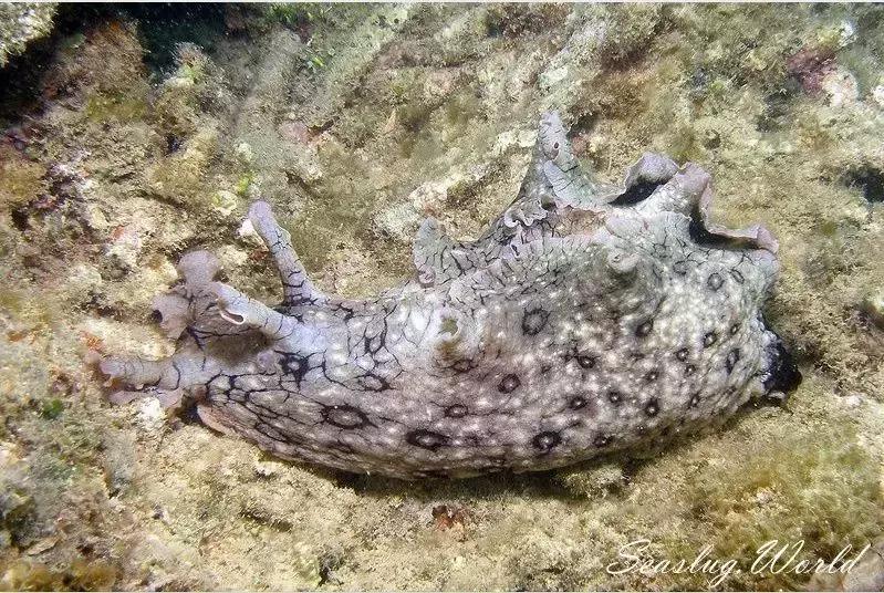 这只风靡网络的可爱“海中小白兔”，竟然颠覆了网友的三观