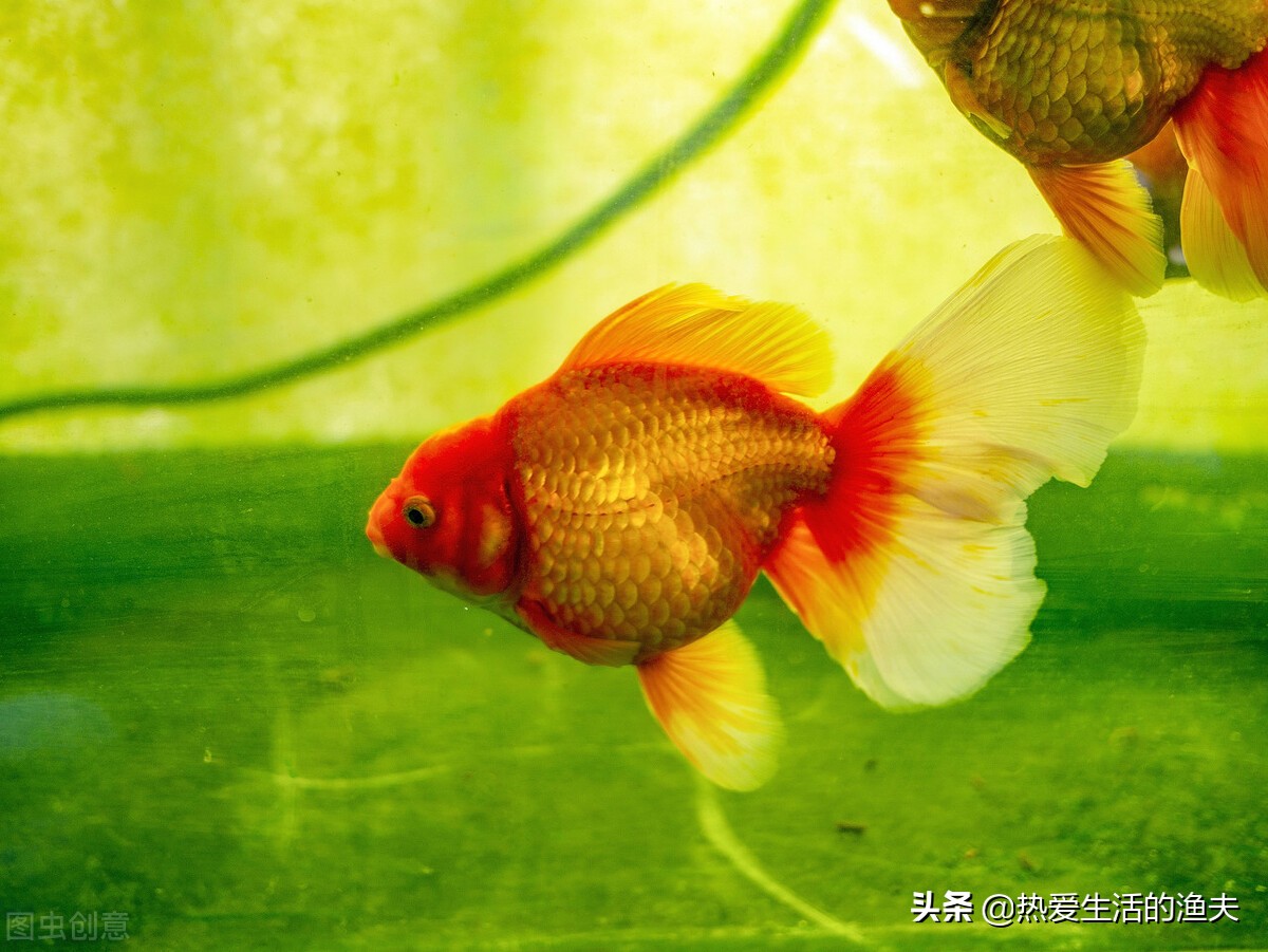 普通金鱼好养还是鎏金金鱼好养,哪个品种的金鱼最好养又好看