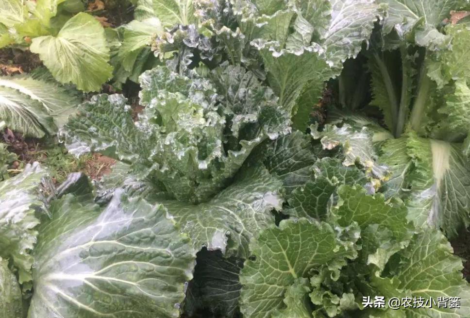 冬季蔬菜低温冻害常发生,14个预防措施、5个补救方法能帮你
