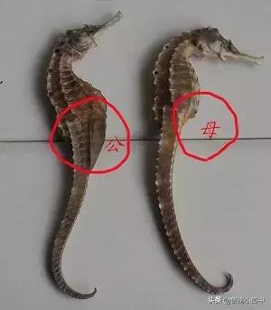 海龙海马配什么可散结,海马配什么散结效果好