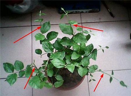 如何养好茉莉花延迟花期,茉莉花开花时候的养护