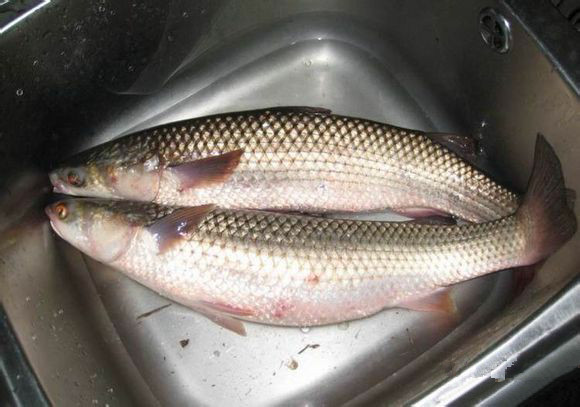 史上最全面的海鲜大咖,史上最全海鲜视频