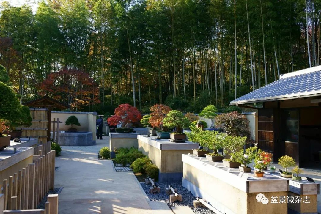 开盆景园是否赚钱,开一个盆景店赚钱吗现在