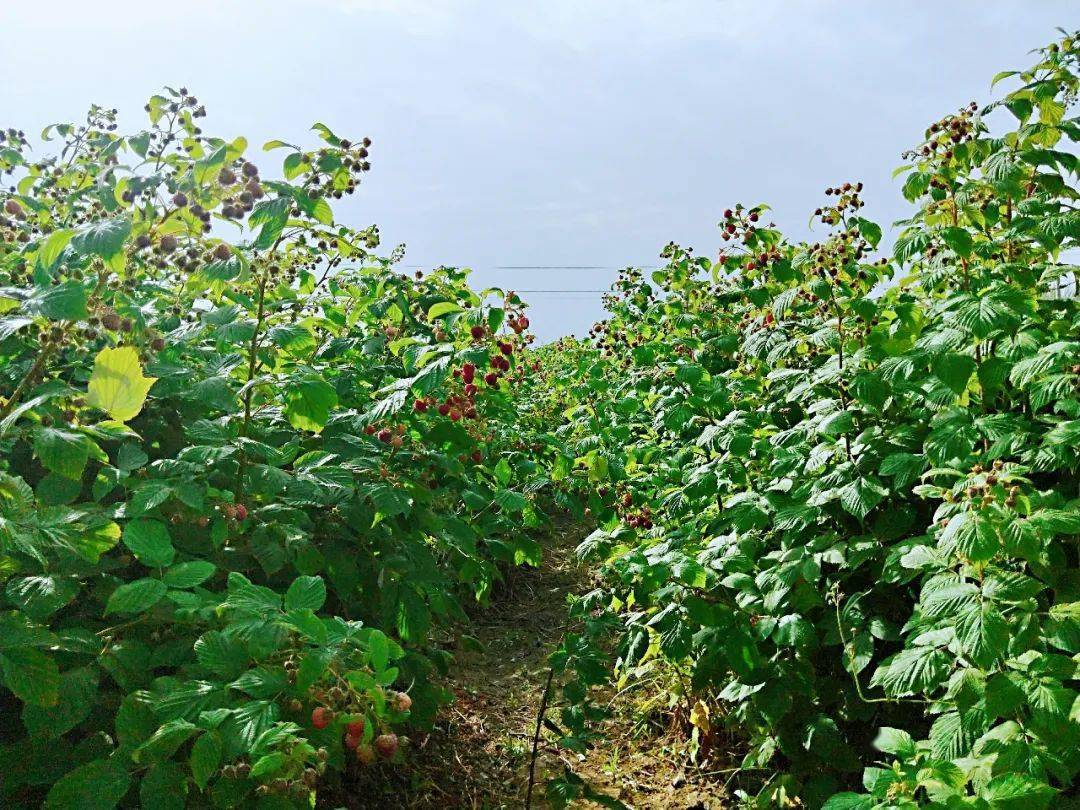 盆栽树莓种植基本方法,盆栽树莓怎样养殖