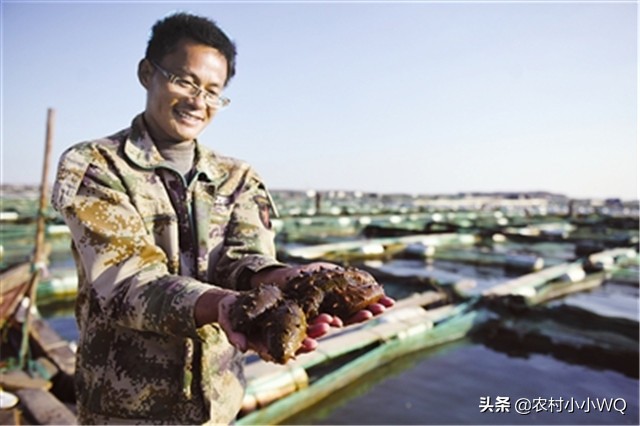 海参怎么养才会长得快,海参怎么养才能快速发