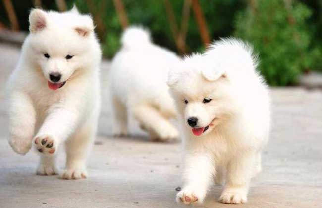 萨摩耶犬，用微笑天使的面孔，掩盖着它捣蛋魔鬼的心