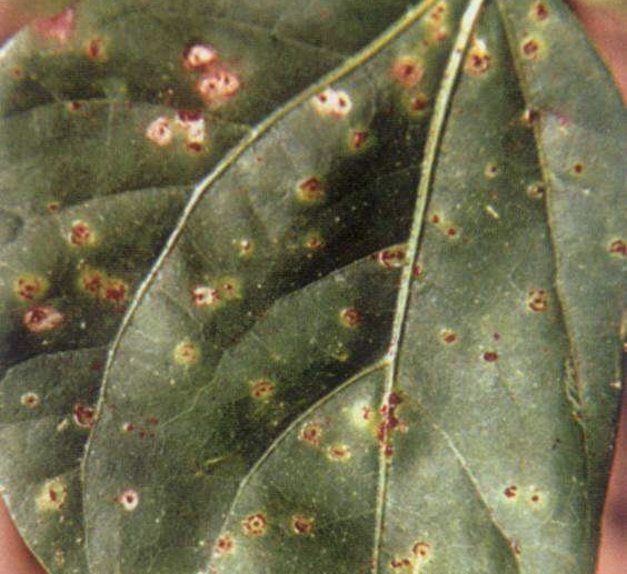 大棚芸豆的锈病怎么治疗,温室菜豆冬季水分管理