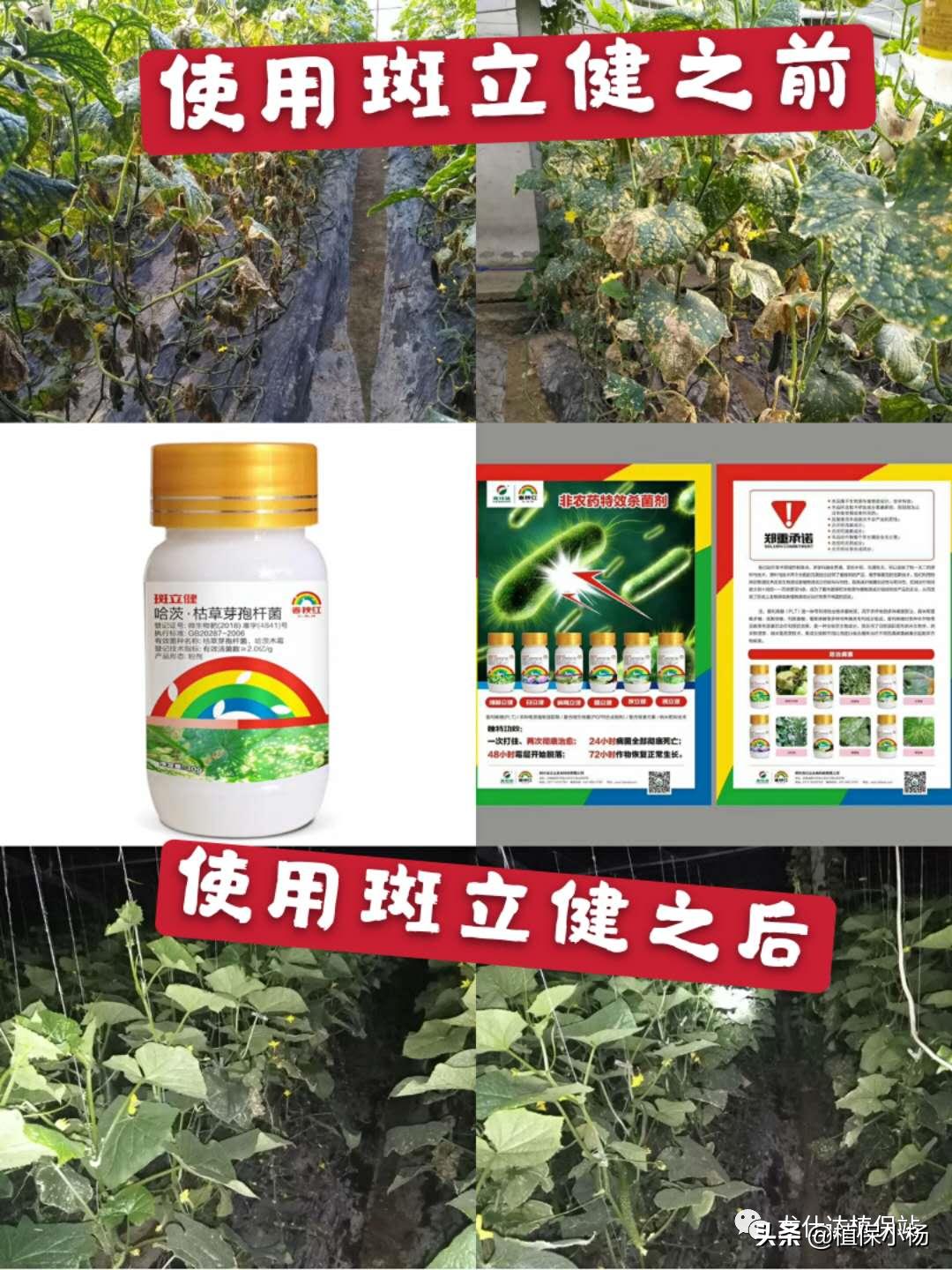 哈茨木霉菌枯草芽孢杆菌能混用么,哈茨木霉菌和枯草芽孢杆菌配比