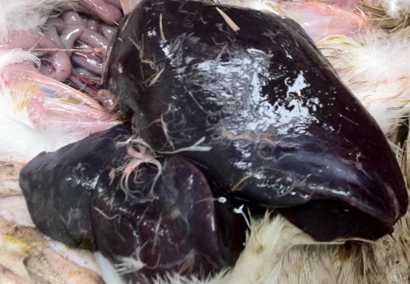 雏鸭死亡症状,雏鸭副伤寒的诊断与治疗