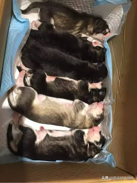 阿拉斯加犬怀孕刨窝,阿拉斯加怀孕多久能看出来肚子大