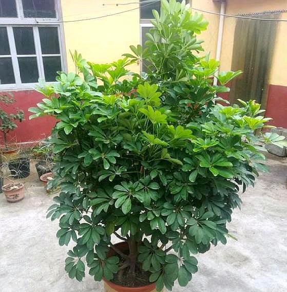 招财树怎样养叶子绿油油的,招财树怎么养绿油油