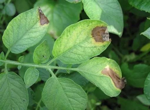 马铃薯常见病虫害及防治方法,马铃薯病虫害诊断与防治论文