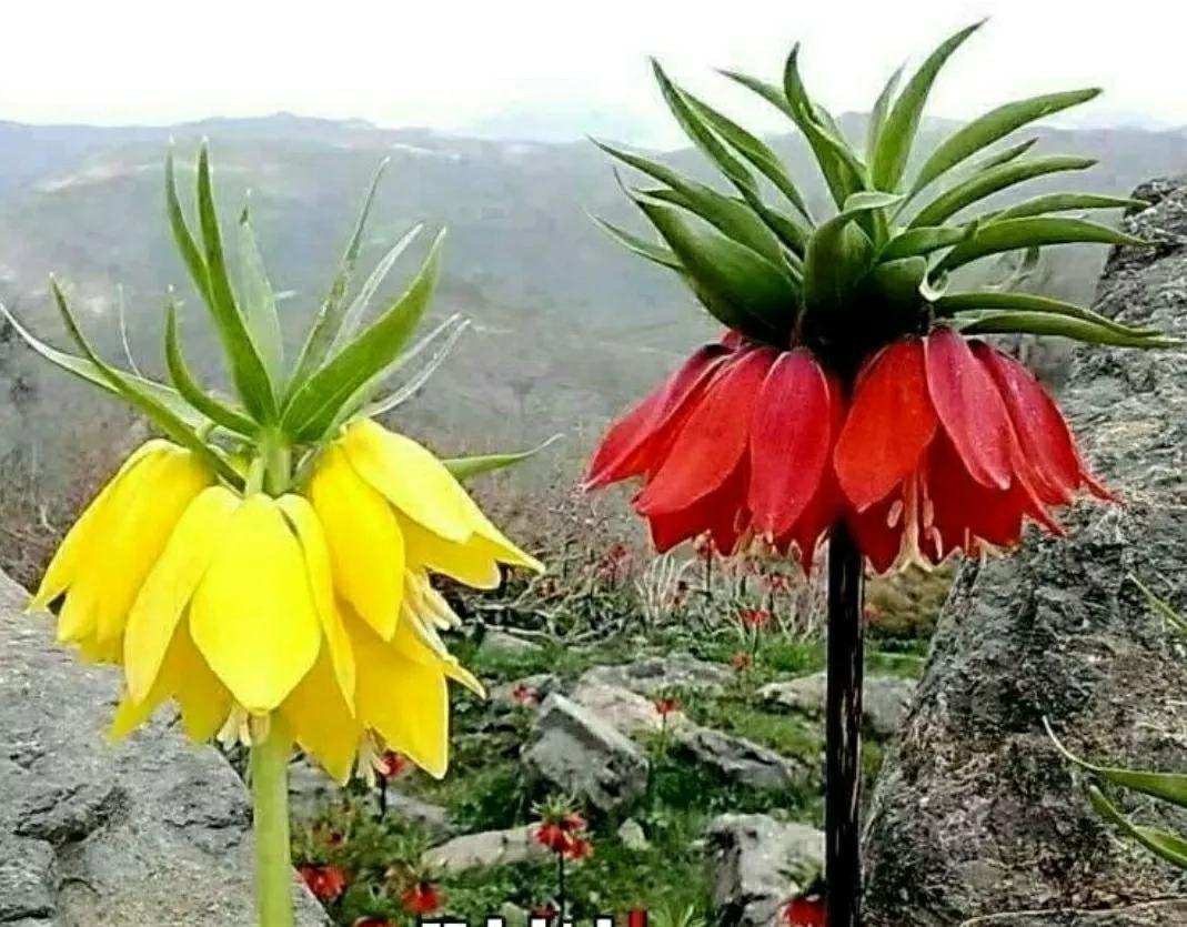 奇葩造型花：头上长草，心中有鬼，白月光。白天不开你非要晚上开