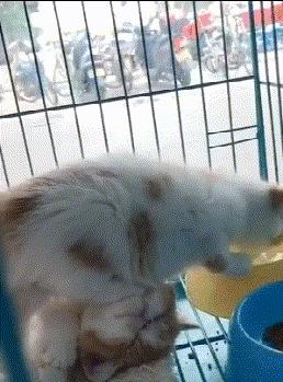 鎼炵瑧gif娈靛瓙濡瑰瓙浣犲お鐨簡,鎼炵瑧gif娈靛瓙濡瑰瓙鏈夌偣澶窐姘斾簡