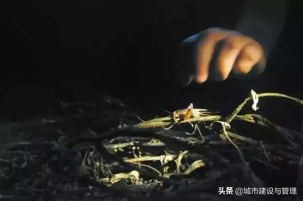 草树青翠虫鸣起，一枕清凉入梦来