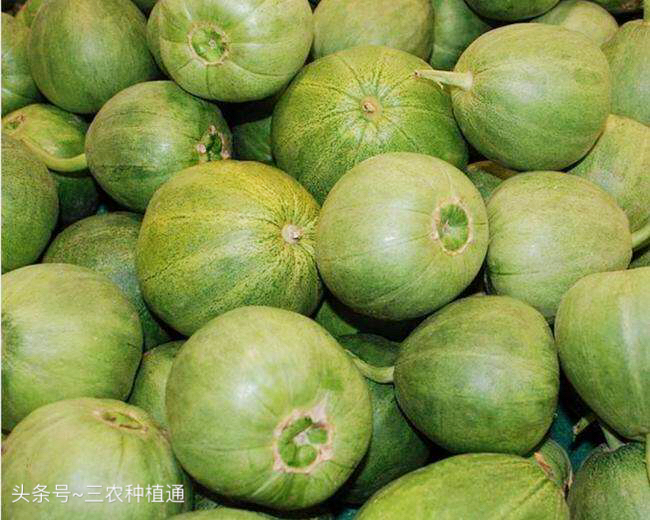 春季冷棚绿宝甜瓜种植技术,种植绿宝瓜的小妙招