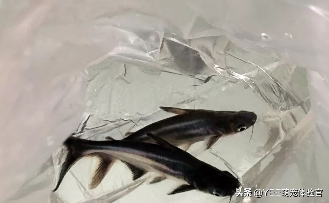 养淡水蓝鲨,养蓝鲨观赏鱼有什么讲究