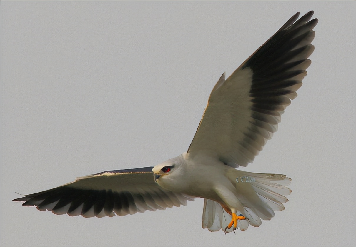 东江揽胜:收集常见鸟类图谱之猛禽篇,摄鸟人自留地,建议收藏