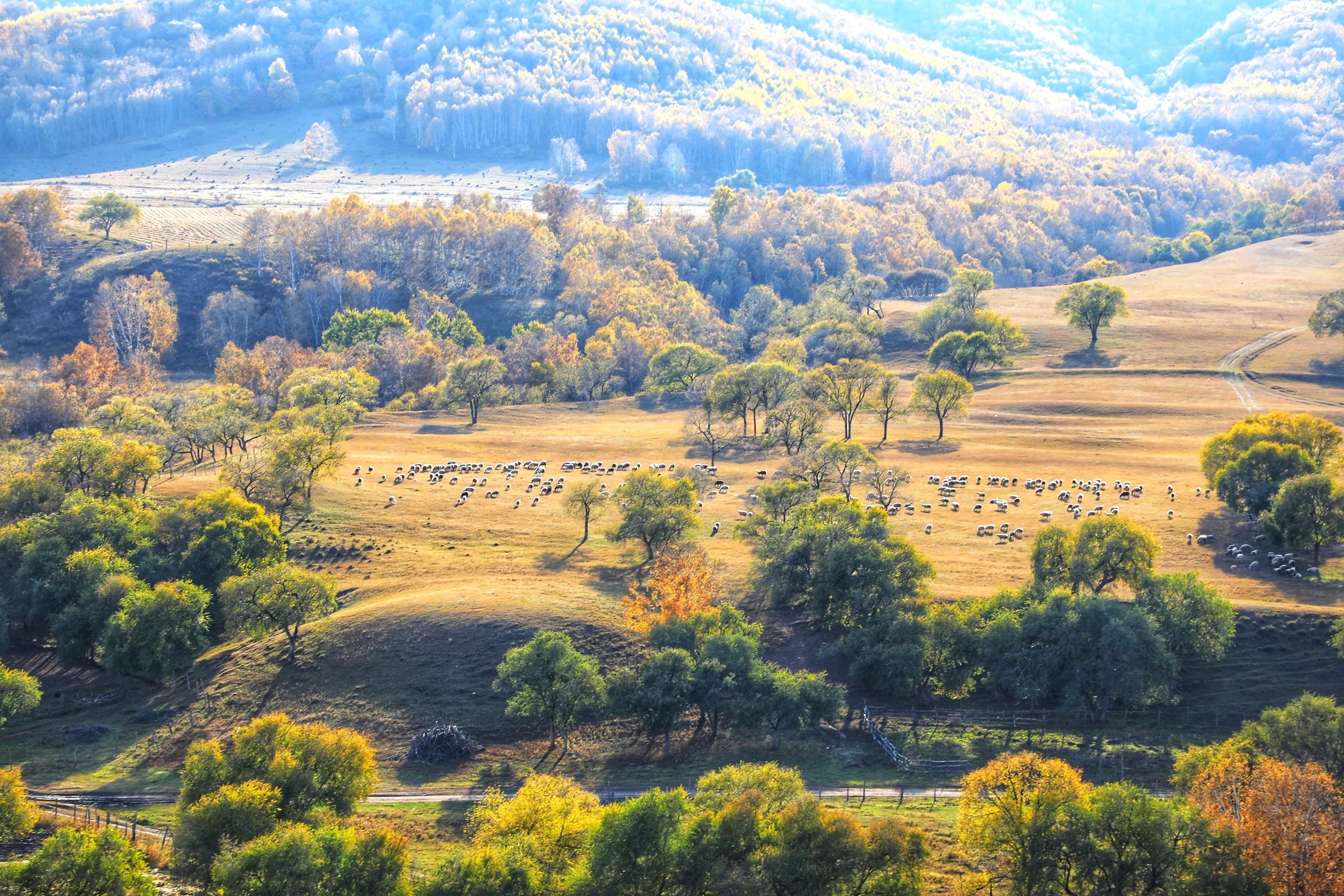 坝上秋色草原,坝上草原游记作文