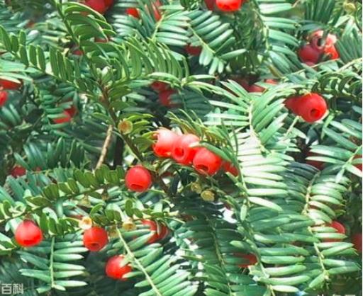 “红豆杉”是什么样子的？终于有点懂了