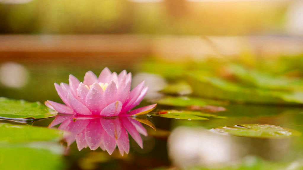 收藏100首夏日诗词带你清凉一夏,风过荷花香满院的诗句
